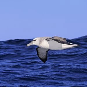 Shy Albatross (Thalassarche cauta) adult, in flight low over sea, Cape of Good Hope, Western Cape, South Africa, June