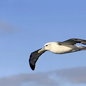 Shy Albatross (Thalassarche cauta) adult, in flight, Cape of Good Hope, Western Cape, South Africa, June