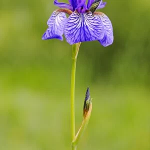 Siberian Iris (Iris sibirica) flowering, Italy, may