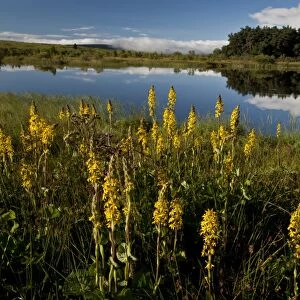 Siberian Ligularia (Ligularia sibirica) flowering mass, growing in marshland habitat at edge of lake, Lac de Bourdouze