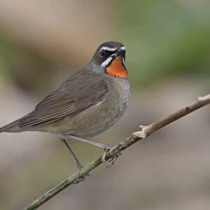 Siberian Rubythroat (Luscinia calliope) adult male, perched on stem, Long Valley, New Territories, Hong Kong, China