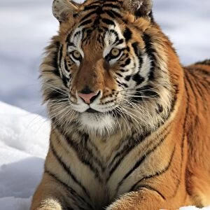 Siberian Tiger (Panthera tigris altaica) immature male, close-up of head, resting in snow, winter (captive)