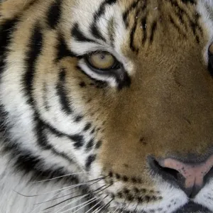 Siberian Tiger Adult Face Print Siberian Tiger Adult Face Print