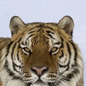 Siberian Tiger (Panthera tigris altaica) adult, close-up of head, in snow