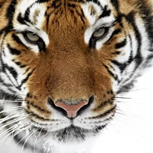 Siberian Tiger (Panthera tigris altaica) adult, close-up of head, in snow (captive)