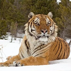 Siberian Tiger (Panthera tigris altaica) adult, resting in snow, winter (captive)