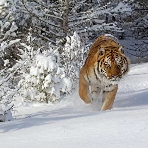 Siberian Tiger (Panthera tigris altaica) adult, walking in snow, winter (captive)