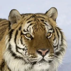 Siberian Tiger Print - Close-up Head in Snow Siberian Tiger Print - Close-up Head in Snow
