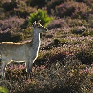 Sika Deer (Cervus nippon) introduced species, calf, standing on heathland, Arne RSPB Reserve, Dorset, England, august