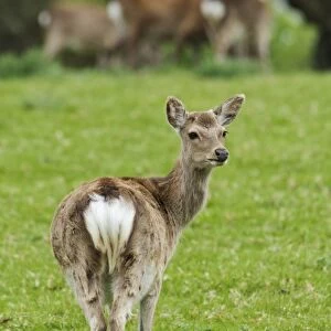Sika Deer (Cervus nippon) introduced species, young hind, standing in field, Arne RSPB Reserve, Dorset, England, May