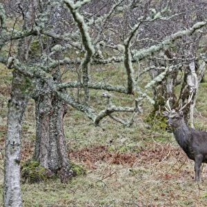 Sika Deer (Cervus nippon) introduced species, stag, standing in woodland, Glen Tarff, Inverness-shire, Highlands
