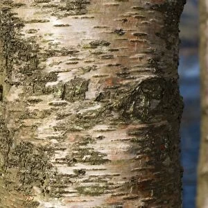 Silver Birch (Betula pendula) close-up of bark, growing in upland woodland, England, april
