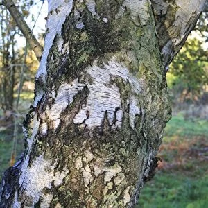 Silver Birch (Betula pendula) close-up of trunk, growing in woodland at edge of fen, in valley fen reserve