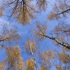 Silver Birch (Betula pendula) forest canopy, leaves in autumn colour, Sweden