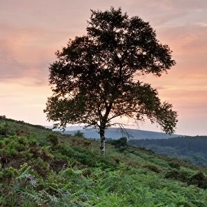 Silver Birch (Betula pendula) habit, silhouetted at sunset, Luccombe Hill, near Webbers Post, Exmoor N. P