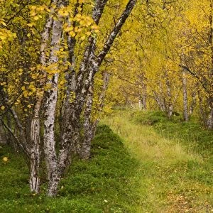 Silver Birch (Betula pendula) leaves in autumn colour, old growth forest habitat with path, Skibotn, Lapland
