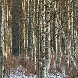 Silver Birch (Betula pendula) snow covered plantation, in late afternoon sunlight, Bialowieza N. P