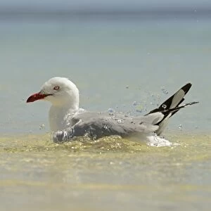 Silver Gull (Larus novaehollandiae) adult, bathing in sea, Queensland, Australia, November