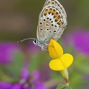 Silver-studded Blue (Plebejus argus) adult female, resting on Bird s-foot Trefoil (Lotus corniculatus) flower, Prees