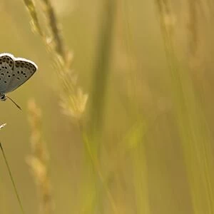 Silver-studded Blue (Plebejus argus) adult, resting on backlit grass, Bulgaria, July