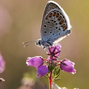 Silver-studded Blue (Plebejus argus) adult, resting on Bell Heather (Erica cinerea) flowers, Shropshire, England, July