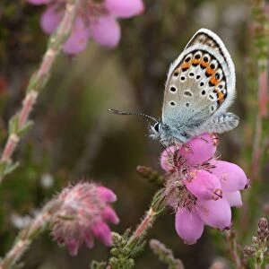 Silver-studded Blue (Plebejus argus) adult male, feeding at Bell Heather (Erica cinerea) flowers, New Forest