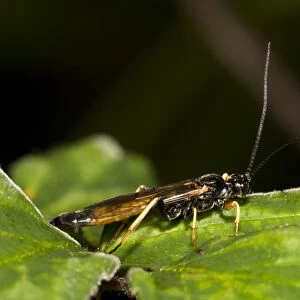 Sirex Woodwasp (Sirex noctilio) adult male, resting on leaf, Brede High Woods, West Sussex, England, september
