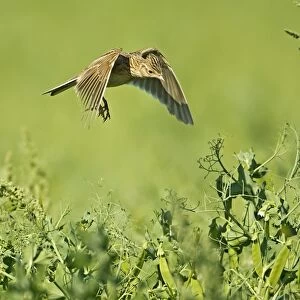 Skylark (Alauda arvensis) adult, in flight, hovering over nest in pea crop, Warwickshire, England, june