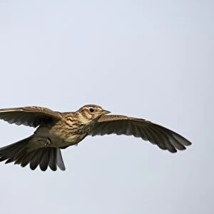 Skylark (Alauda arvensis) adult, in flight, Midlands, England, april