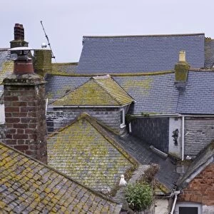 Slate roofs in seaside town with Herring Gulls (Larus argentatus), St. Ives, Cornwall, England, May