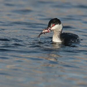 Slavonian Grebe (Podiceps auritus) adult, winter plumage, with Three-spined Stickleback (Gasterosteus aculeatus)