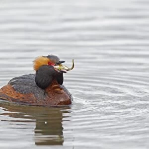 Slavonian Grebe (Podiceps auritus) adult male, breeding plumage, swallowing stickleback prey, swimming on lake