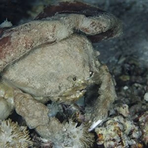 Sleepy Sponge Crab (Dromia dormia) adult, with sponge on back for camouflage at night, Alor Island, Alor Archipelago