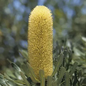 Slender Banksia (Banksia attenuata) close-up of flower, Australia Slender Banksia (Banksia attenuata) close-up of flower, Australia