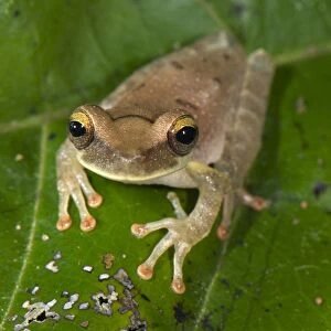 Slender-legged Treefrog (Osteocephalus sp. ) adult, sitting on leaf, Los Amigos Biological Station, Madre de Dios