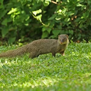 Small Asian Mongoose (Herpestes javanicus) introduced species, adult, standing on hotel lawn, St