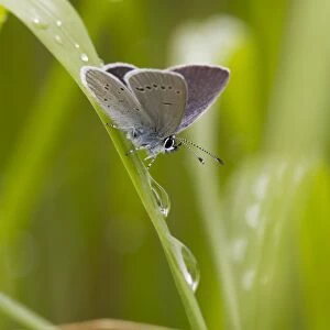 Small Blue (Cupido minimus) adult male, resting on grass after rainfall, Malling Down, East Sussex, England, June