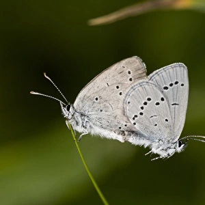 Small Blue (Cupido minimus) adult pair, mating on grass, French Pyrenees, France, June