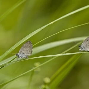 Small Blue (Cupido minimus) two adults, resting on grass, French Pyrenees, France, June