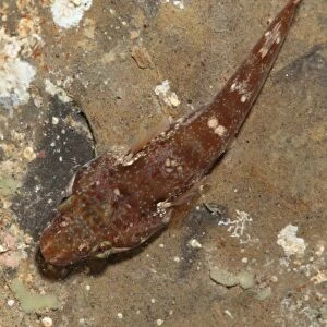 Small-headed Clingfish (Apletodon dentatus) adult, Kimmeridge, Isle of Purbeck, Dorset, England, March (captive)