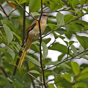 Small Minivet (Pericrocotus cinnamomeus) immature male, first year plumage, perched in tree, Kaeng Krachan N. P. Thailand, november