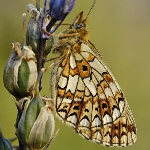 Small Pearl-bordered Fritillary (Boloria selene) adult, roosting on Bluebell (Hyacinthoides non-scripta)