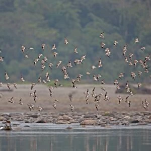 Small Pratincole (Glareola lactea) adults, flock in flight over water with Goosanders (Mergus merganser), Nameri, Assam, India, january