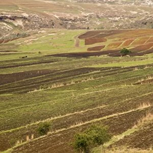 Small terraced arable fields in spring at high altitude, near Moteng, Drakensberg Mountains, Lesotho, November