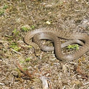 Smooth Snake (Coronella austriaca) adult, basking on heathland, Dorset, England, summer
