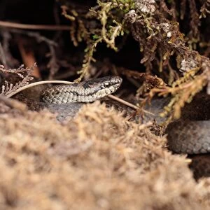 Smooth Snake (Coronella austriaca) adult, coiled amongst vegetation, Wareham Forest, Dorset, England, July