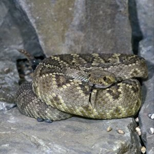 Snake - Rattlesnake Diamond-backed Western(Crotulus atrox) coiled on a rock / tongue out