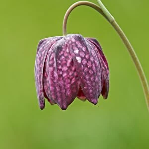 Snake's Head Fritillary (Fritillaria meleagris) close-up of flower, growing in damp meadow, Cricklade Meadows, Gloucestershire, England, april