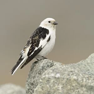 Snow Bunting (Plectrophenax nivalis) adult male, breeding plumage, perched on rock, Iceland, June