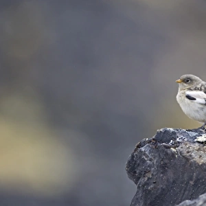 Snow Bunting (Plectrophenax nivalis) juvenile, perched on rock, Spitzbergen, Svalbard, july